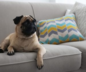 pug laying down on gray couch