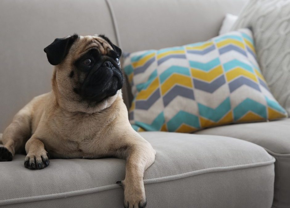 pug laying down on gray couch
